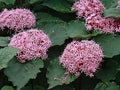 Pink Clerodendrum Cuttings with Roots - 3 Count - Clerodendrum thomsoniae