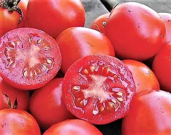 Siberian Tomato Seeds - 120+ Heirloom Organic Non-GMO - Fresh Gardening Seeds for Home Planting