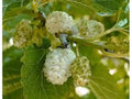 White Mulberry Tree 1-2ft Tall Bare Root Morus alba Fast Growing Hardy Zones 3-9 Live Plant