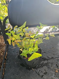 Christia Obcordata Live Plant - Swallowtail Butterfly Wings - Seed Germination - Rare Houseplant