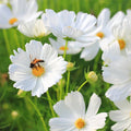 Purity Cosmos Seeds | 50-1,000 Non-GMO Seeds | Colorful Garden Blooms | Cosmos bipinnatus