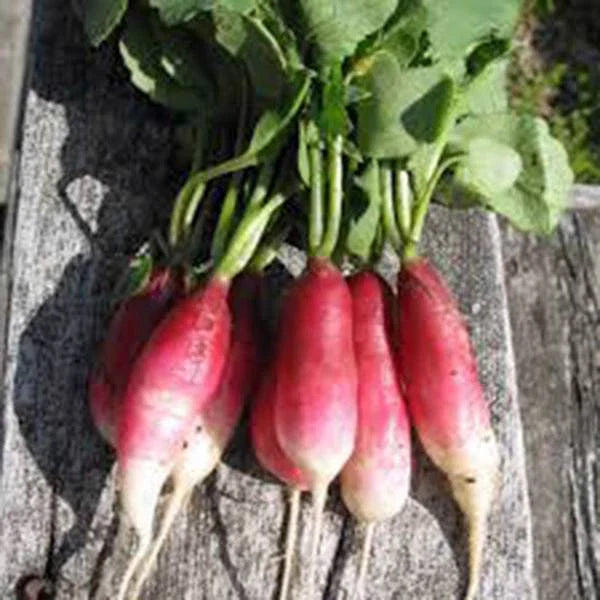 French Breakfast Radish Seeds, Heirloom Non-GMO, 500 Seeds, Raphanus sativus, Crisp & Flavorful Radishes