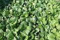 Tat Soi Chinese Cabbage Seeds - 1000 Count - Brassica rapa subsp. narinosa - Heirloom Vegetable Seeds for Home Gardening
