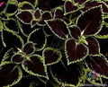 Coleus Seeds 25+ Pack Green Tipped Black Variety (Solenostemon scutellarioides) for Garden Planting – USA