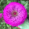 Zinnia Seeds - Giant 5" Purple Flowers - Purple Prince Variety - Zinnia elegans