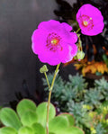 3 x Rock Purslane Cuttings - 5" Unrooted - Calandrinia spectabilis - Drought Tolerant Succulent Plant