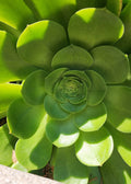 Aeonium Canariense Succulent Cutting 5"-6" Green Large Plant - Houseplant, Indoor Gardening, Drought-Tolerant Decor