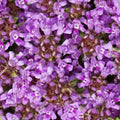 Creeping Thyme Seeds - 1,000 Non-GMO Seeds, Dwarf Variety, Beautiful Blooms, Thymus serpyllum