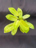 Philodendron Painted Lady Rooted Plant in 3" Pot - Rare Houseplant for Indoor Garden - Philodendron spp.