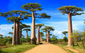 Baobab Bonsai Tree Seeds - 5 Seeds - Adansonia digitata - Rare Tropical Plant for Indoor Gardening
