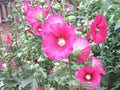 PINK HOLLYHOCK Seeds - Heirloom Wildflower for Garden - Drought Tolerant Cut Flowers - Alcea rosea