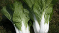 200+ Heirloom Cabbage Seeds - Pak Choi White Stem - Non-GMO - Fresh - Brassica rapa