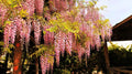 Pink Wisteria Bonsai Tree Seeds, 5 Seeds - Rare Japanese Wisteria (Wisteria floribunda)