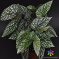 Snow Capped Begonia Seeds - 25+ Count - Ideal for Garden Planting - Begonia spp. - USA - Free Shipping