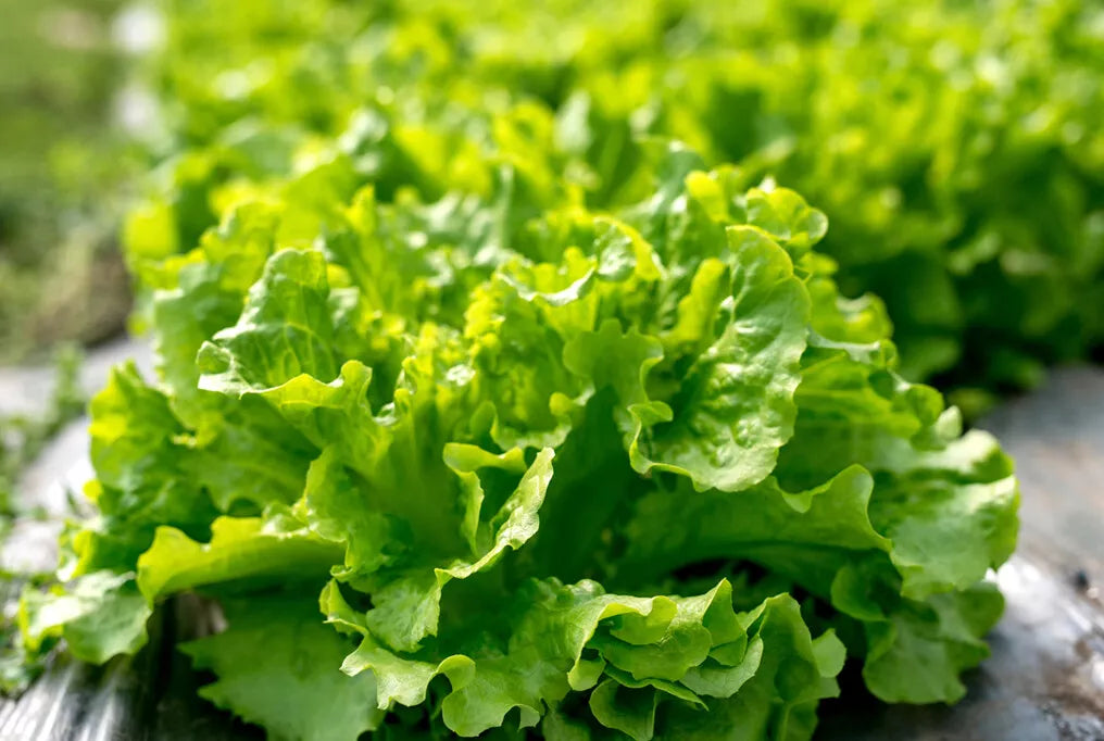 Black Seeded Simpson Lettuce Seeds, Looseleaf, Heirloom, Non-GMO, Organic Gardening, Home Garden, Lactuca sativa