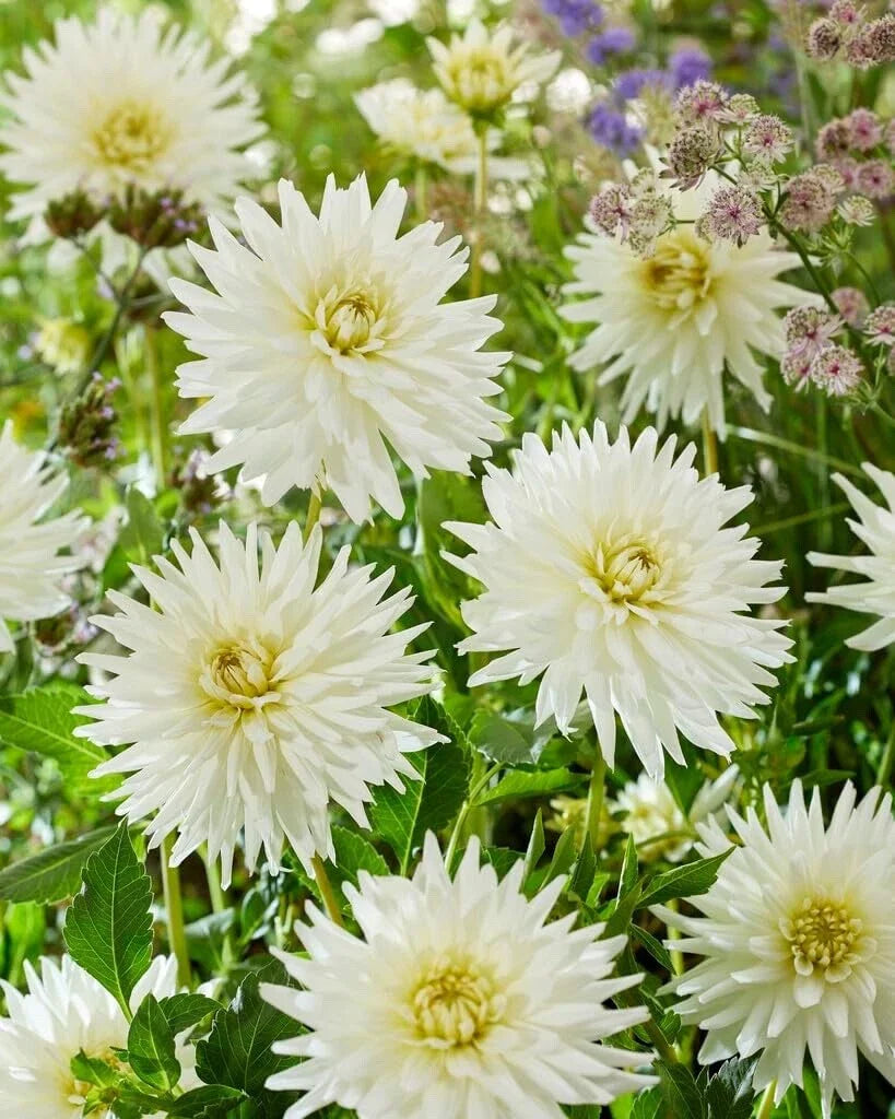 Dahlia Tubers - 3 Large "My Love" Planting Tubers - Dahlia pinnata