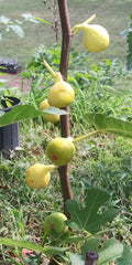 White Madeira Fig Tree - 1 Live Plant - 2 Years Old - Ficus carica