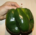 30+ Emerald Giant Bell Pepper Seeds - Sweet Non-GMO Heirloom Organic - Capsicum annuum