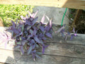 Purple Heart Wandering Jew Cuttings Set of 3 - Not Rooted Starter Plants (Tradescantia pallida) for Hanging Pots or Gardens