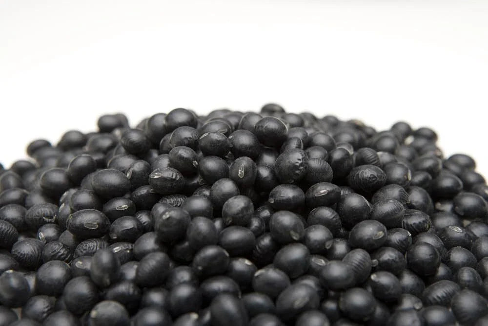 Black Soybean Seeds for Planting - 1 lb - Non-GMO, Organic, Glycine max