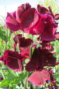 Pip's Maroon Sweet Pea Seeds - 50+ Seeds for Garden Planting - Lathyrus odoratus - USA Grown, Free Shipping