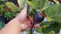 KATHLEEN'S BLACK FIG Live Starter Plant 4+ Inches - Ficus carica, Fruit Tree, Indoor/Outdoor Gardening, Edible Plant