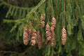 Norway Spruce Tree Seeds - 50 Seeds - Evergreen Picea Abies - Ideal for Landscaping and Reforestation