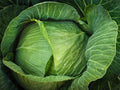 Cabbage Seeds - 1000+ Heirloom Brunswick - Non-GMO - Fresh Organic Cabbage Seeds (Brassica oleracea)