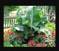 Little Prince Musa Banana Plant - Small Rooted Starter Plant - Tropical Indoor/Outdoor Decor - Musa acuminata