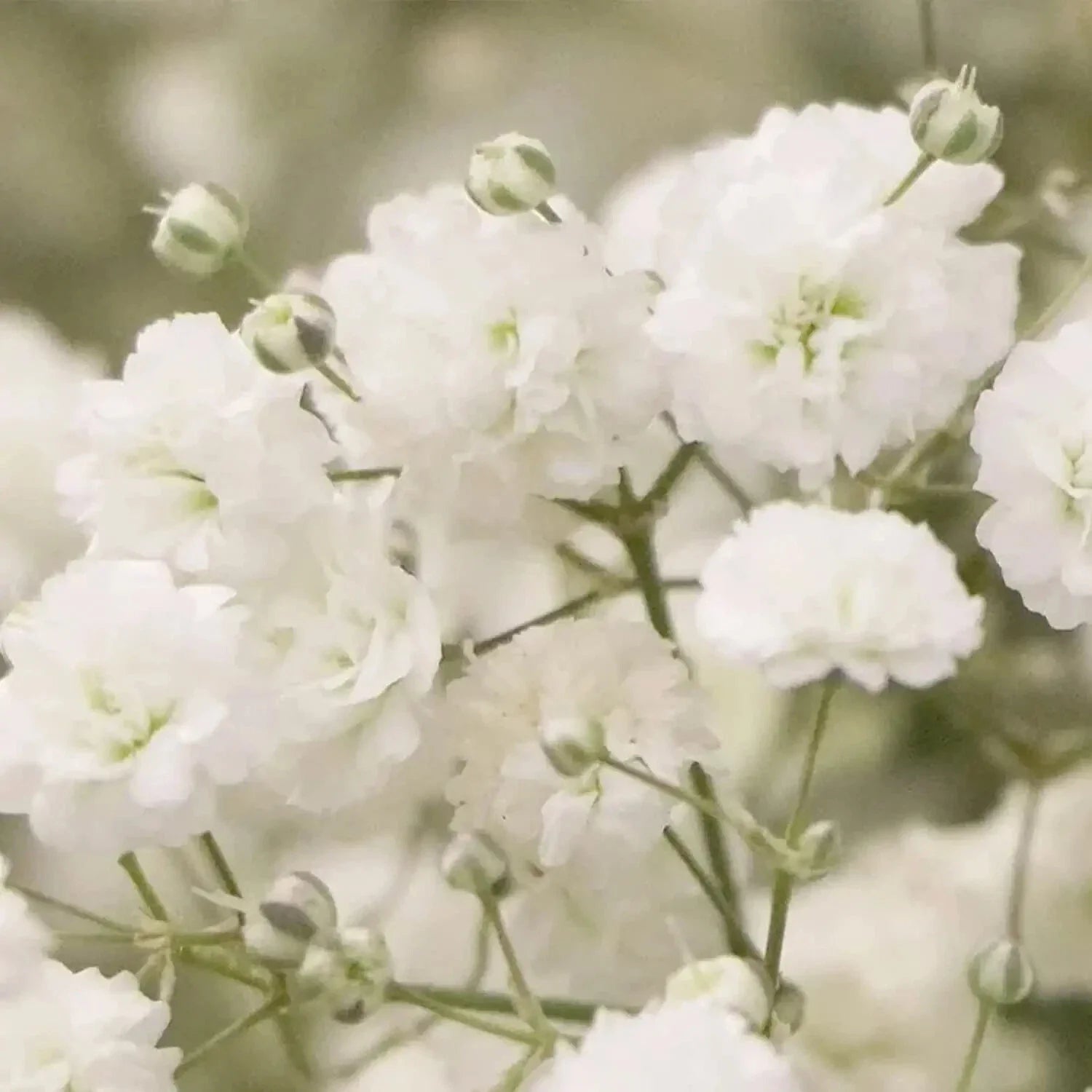 Baby's Breath Seeds 1,000 Count Easy to Grow Annual Flowers Gypsophila elegans