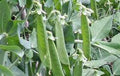 Lincoln Peas Seeds, Heirloom Non-GMO, 100+ Seeds, Perfect for Home Gardening, Pisum sativum