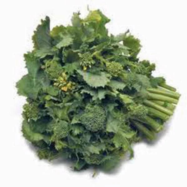 Broccoli Raab Seeds - 25+ Heirloom Seeds - Delicious Rapini Variety - Brassica rapa