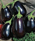 Black Beauty Eggplant Seeds | 150+ Non-GMO Heirloom Seeds | Exotic Vegetable Garden | Solanum melongena