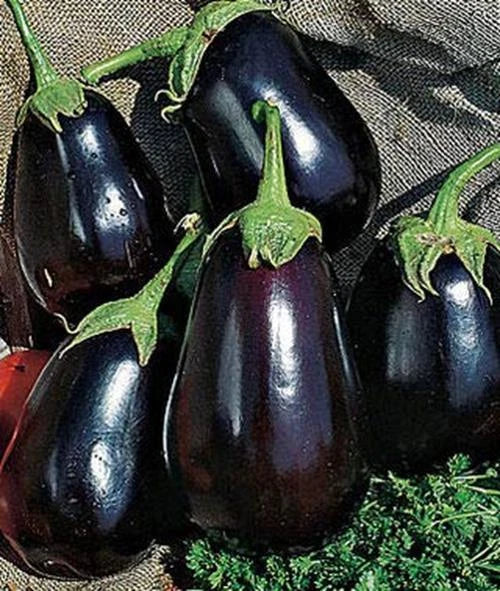 Black Beauty Eggplant Seeds | 150+ Non-GMO Heirloom Seeds | Exotic Vegetable Garden | Solanum melongena