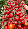 Waterfall Tomato Seeds - 120+ Heirloom Organic Sweet High Yield - Rare Variety - Perfect for Home Garden