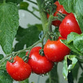 Ace 55 Tomato Seeds - 10+ Heirloom, Non-GMO, Fresh - Solanum lycopersicum