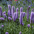Gayfeather Seeds 100+ Spiked Liatris Spicata Flowers for Butterflies and Bees, Free Shipping
