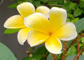 Yellow Plumeria Cuttings - Frangipani Plant Cuttings for Propagation - Tropical Flowering Plants