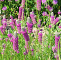 Purple Prairie Clover Seeds - 501+ Count - Nitrogen Fixing Wildflower - Drought Tolerant, Heat & Cold Resilient - Dalea purpurea