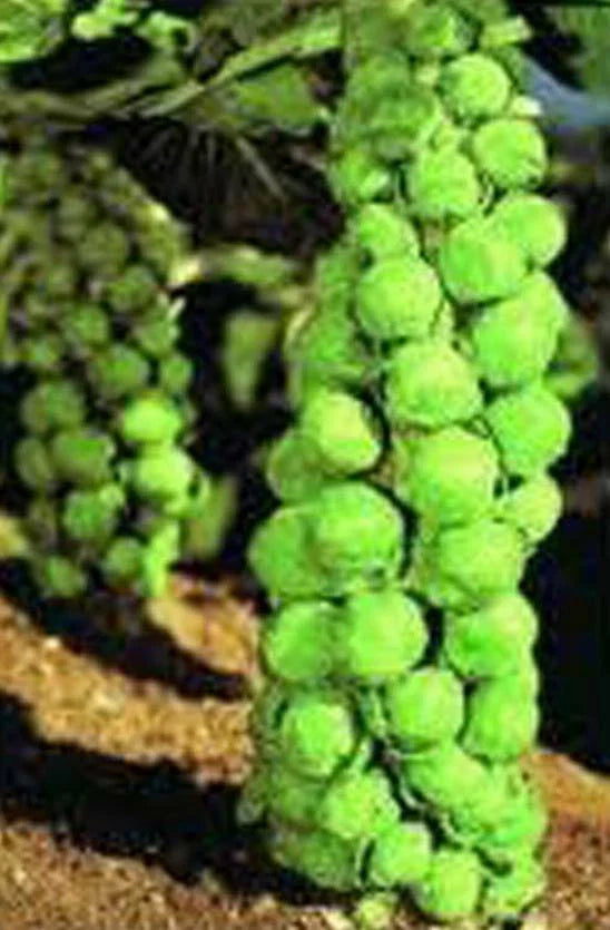Brussel Sprout Seeds, 100 Non-GMO Heirloom Seeds, Churchill Variety, Perfect for Home Gardening