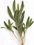 Savory Summer Herb Seeds - 500+ Non-GMO Heirloom Seeds for Gardening - Flavorful Spice Plant (Satureja hortensis)