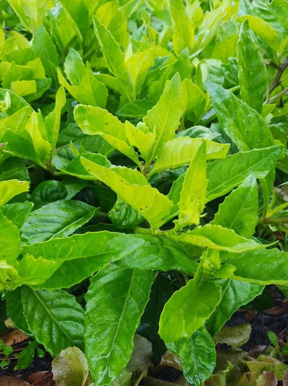 Longevity Spinach 8 Cuttings 6" - Gynura Procumbens - Edible Perennial Vegetable