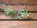 Variegated Bonnie Curly Spider Plant Cuttings - Chlorophytum comosum - 2 Live Plant Babies - Easy Care Houseplant