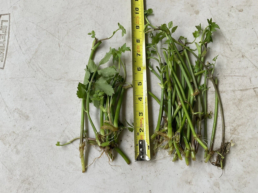 20 Bare Root Oenanthe javanica | Minari Water Dropwort | Edible Korean Herb Veggie | No Leaves | Asian Aquatic Garden Plant