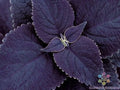 Black Coleus Seeds - 25+ Count for Garden Planting - Coleus blumei - USA Grown - Free Shipping