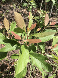 Sassafras Tree Cuttings 6-8 inches for Propagation, Easy to Root, No Roots - Sassafras albidum