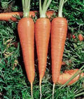 Carrot Seeds, Heirloom Danvers 126, 50+ Seeds, Organic Vegetable Seeds for Home Gardening, Daucus carota