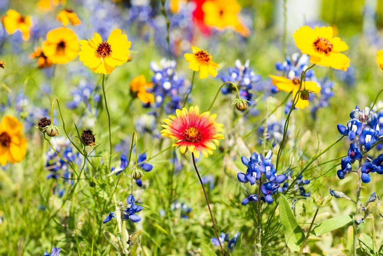 Drought Tolerant Wildflower Seeds Kit - Bulk Open-Pollinated Wildflower Seed Mix for Garden Planting