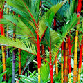 10 Red Sealing Wax Palm Tree Seeds - Cyrtostachys renda - Unique House Plant Seeds for Indoor Gardening