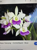 Cattleya Orchid Plant 2 Stem Bare Root Hawaiian Stars - Live Flowering Plant (As Is)